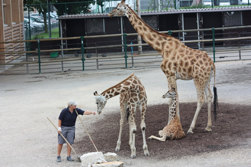 Giraffes at the Knie zoo in Rapperswil